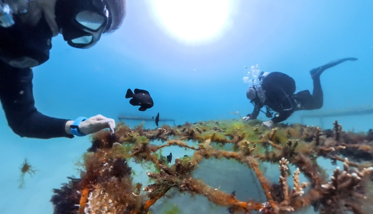 Novotel Partners with Seafood Souq