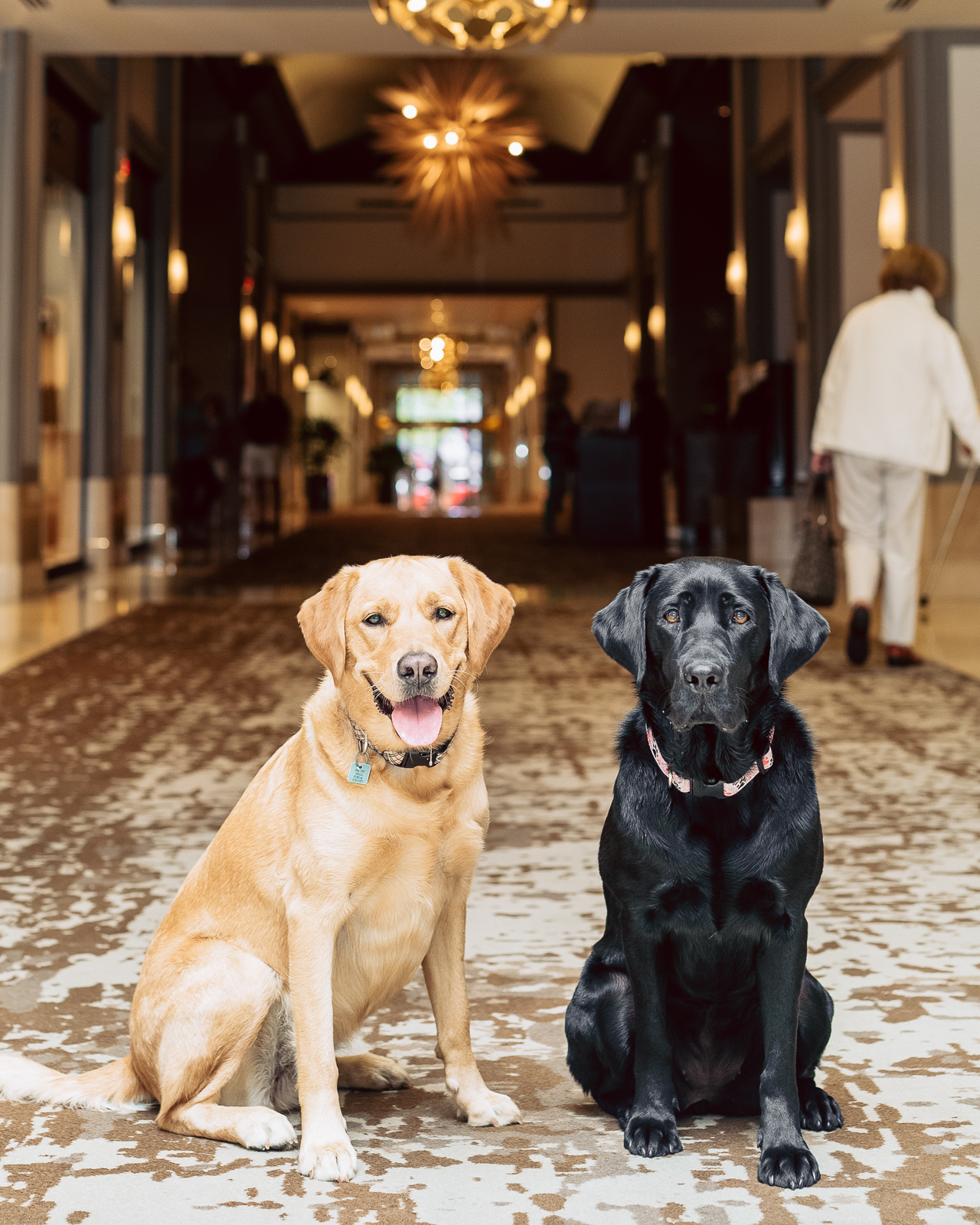 Fairmont Celebrates International Dog Day with Thoughtful Stays for Pets and Owners