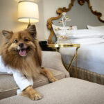 Paw-some Perks: Fairmont Rolls Out 5-Star Treats for Dogs This International Dog Day