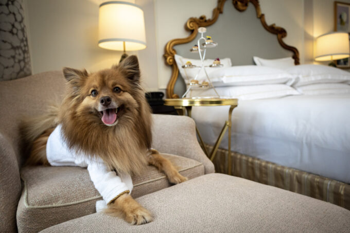 Paw-some Perks: Fairmont Rolls Out 5-Star Treats for Dogs This International Dog Day