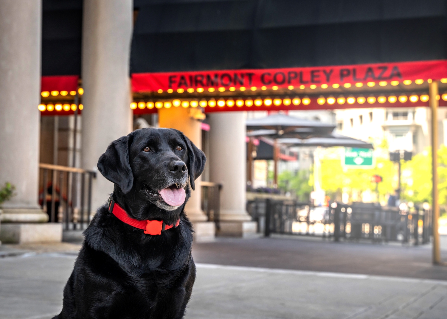 Fairmont Celebrates International Dog Day with Thoughtful Stays for Pets and Owners