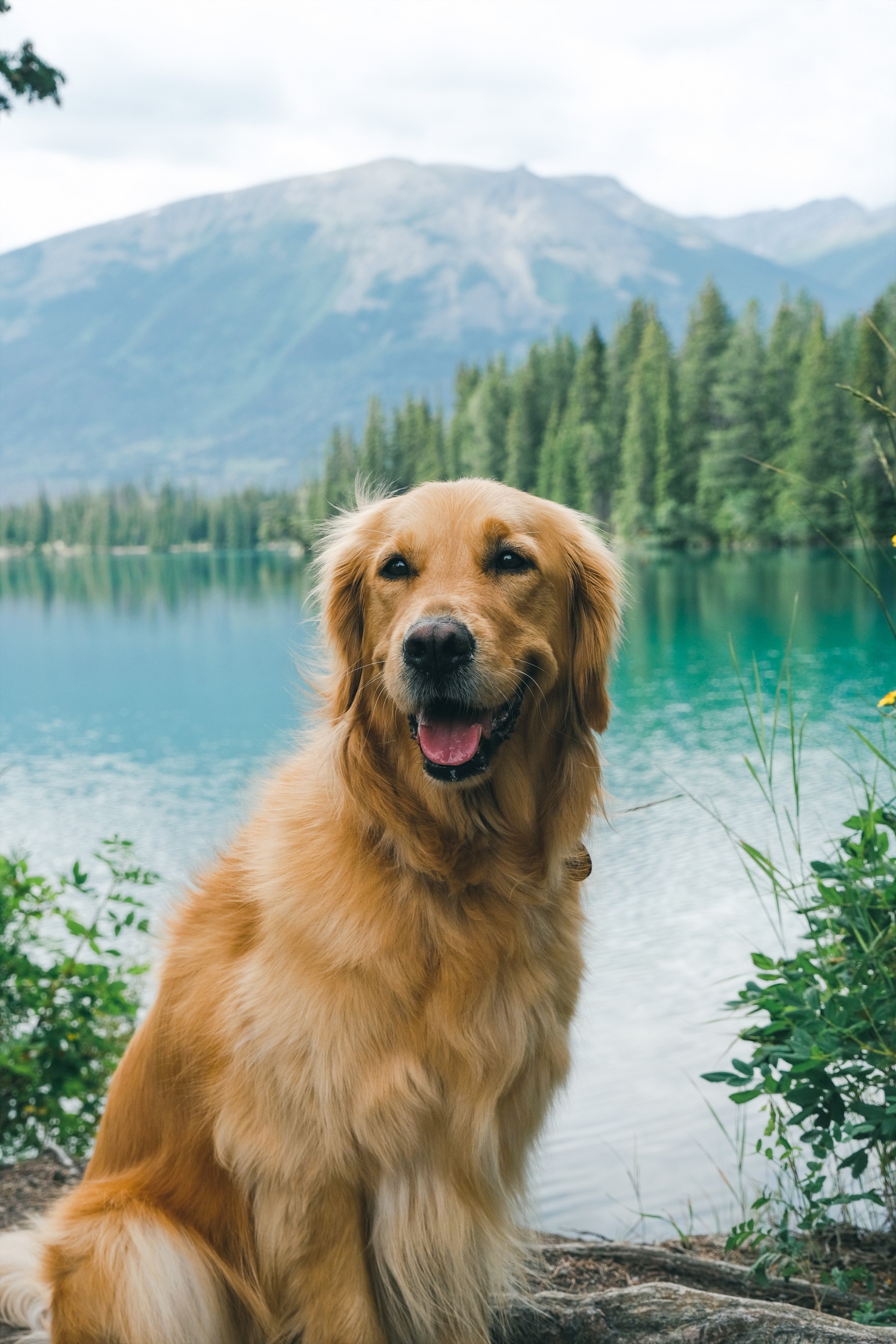 Fairmont Celebrates International Dog Day with Thoughtful Stays for Pets and Owners