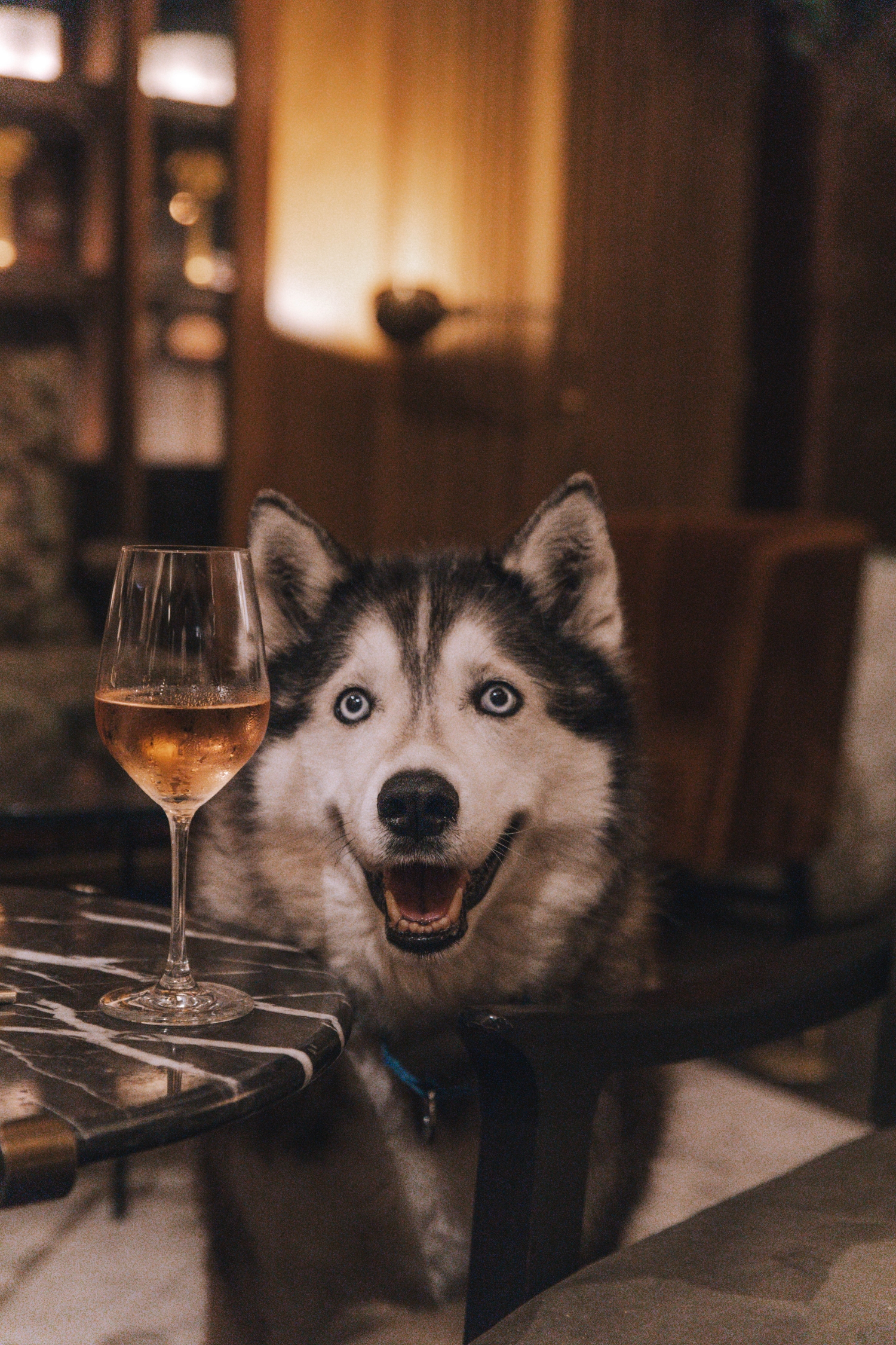 Fairmont Celebrates International Dog Day with Thoughtful Stays for Pets and Owners