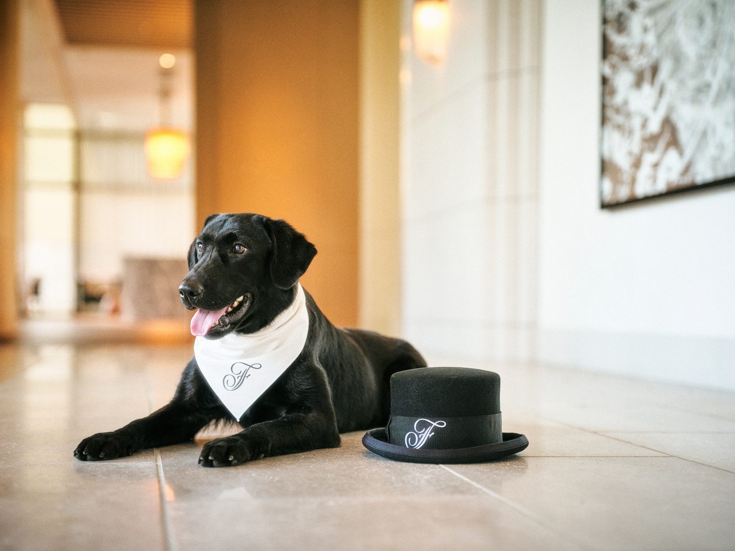 Fairmont Celebrates International Dog Day with Thoughtful Stays for Pets and Owners