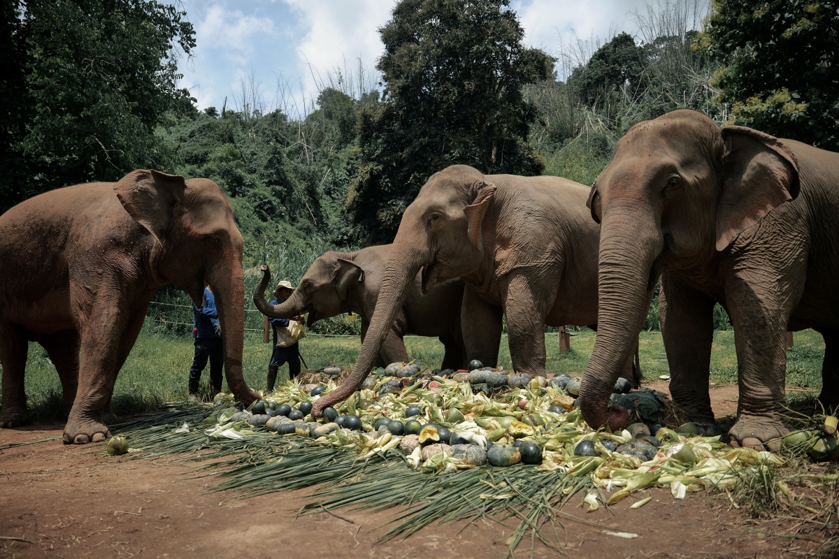 Anantara Golden Triangle Marks World Elephant Day with Educational Activities and Cultural Tributes