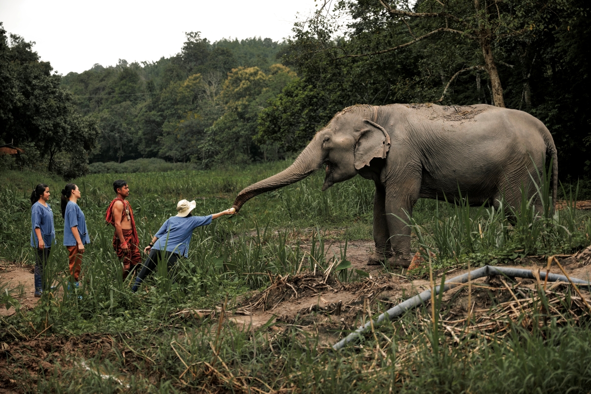 Anantara Golden Triangle Marks World Elephant Day with Educational Activities and Cultural Tributes