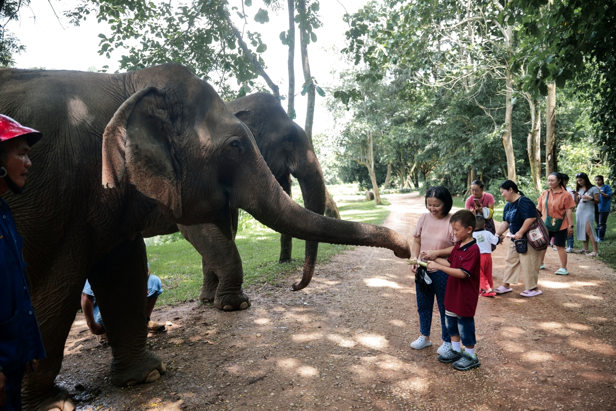 Anantara Golden Triangle Marks World Elephant Day with Educational Activities and Cultural Tributes