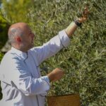 Olive Harvest Festival Returns to Anantara Al Jabal Al Akhdar