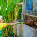Alma Resort Vietnam Unveils Family-Focused ‘Discovery Camp’