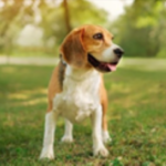 Pawfect Holidays: Unforgettable Fun for Every Family Member