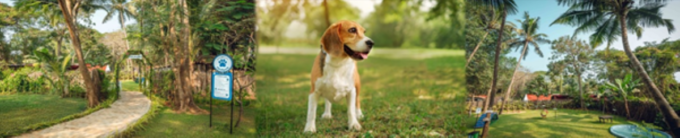 Pawfect Holidays: Unforgettable Fun for Every Family Member