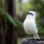 Anantara Ubud Bali Resort Launches Bali Starling Conservation Programme
