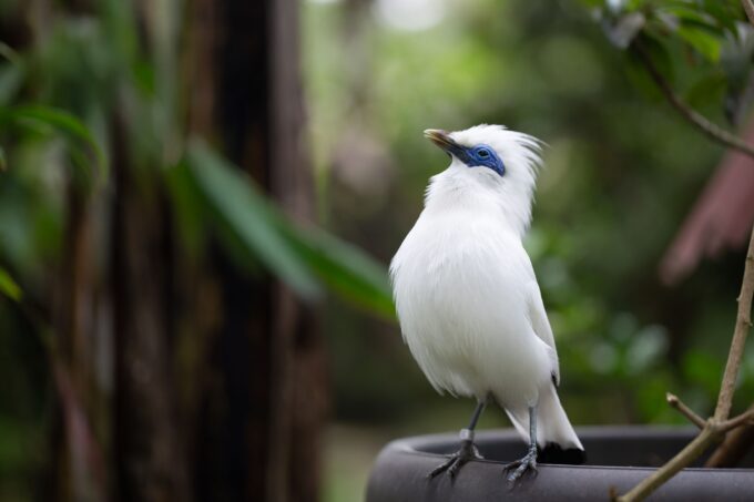 Anantara Ubud Bali Resort Launches Bali Starling Conservation Programme