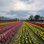WelcomHeritage Marks 2026 Tulip Bloom with Srinagar Experiences
