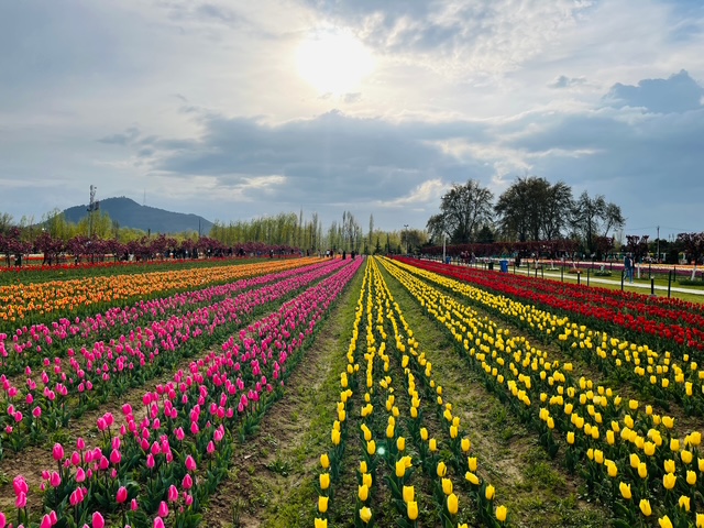 WelcomHeritage Marks 2026 Tulip Bloom with Srinagar Experiences