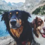 Cool Off with Pet-Friendly Lakeside Retreats This Summer