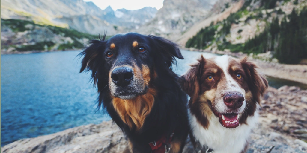Cool Off with Pet-Friendly Lakeside Retreats This Summer